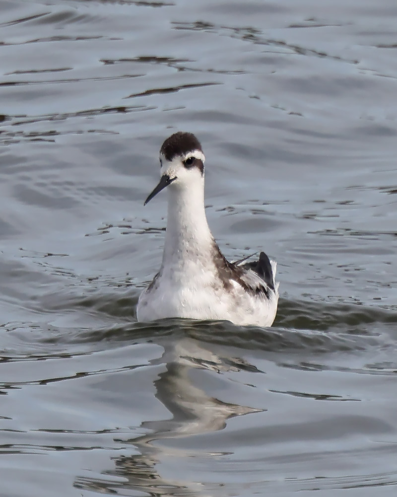 Red-necked phalarope
